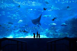 cheap activities to do in singapore aquarium